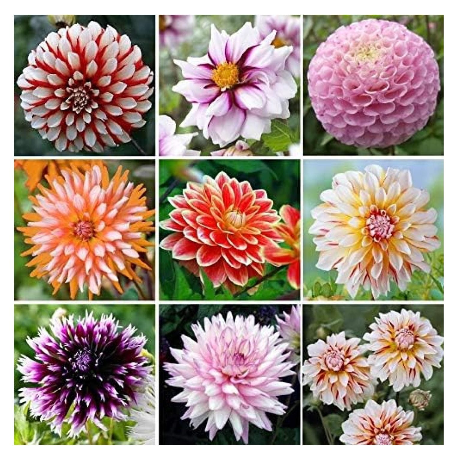 Exotic Mix Dahlia Flower Seeds, Exotic Mix (Big Pack) 200+ Seeds Made