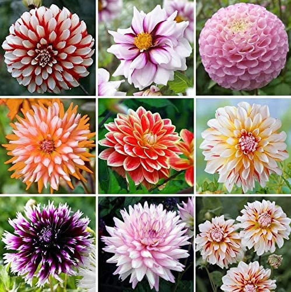 Exotic Mix Dahlia Flower Seeds, Exotic Mix (Big Pack) 200+ Seeds Made
