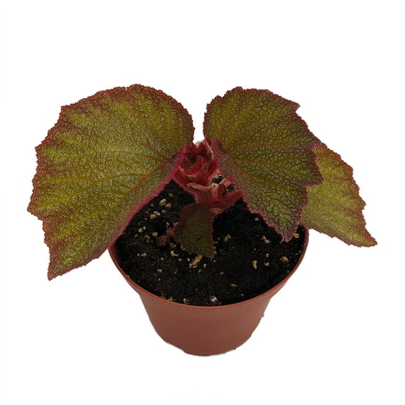 Exotic Morocco Begonia Plant - 3.75" Pot - Large Leaves - Collector's Series