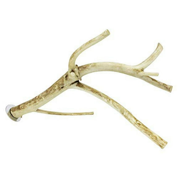 Exotic Nutrition Multi-Branch Perch (Medium) - Durable Branch Cage Accessory - Sugar Gliders, Rats, Parrots, Conures, Birds