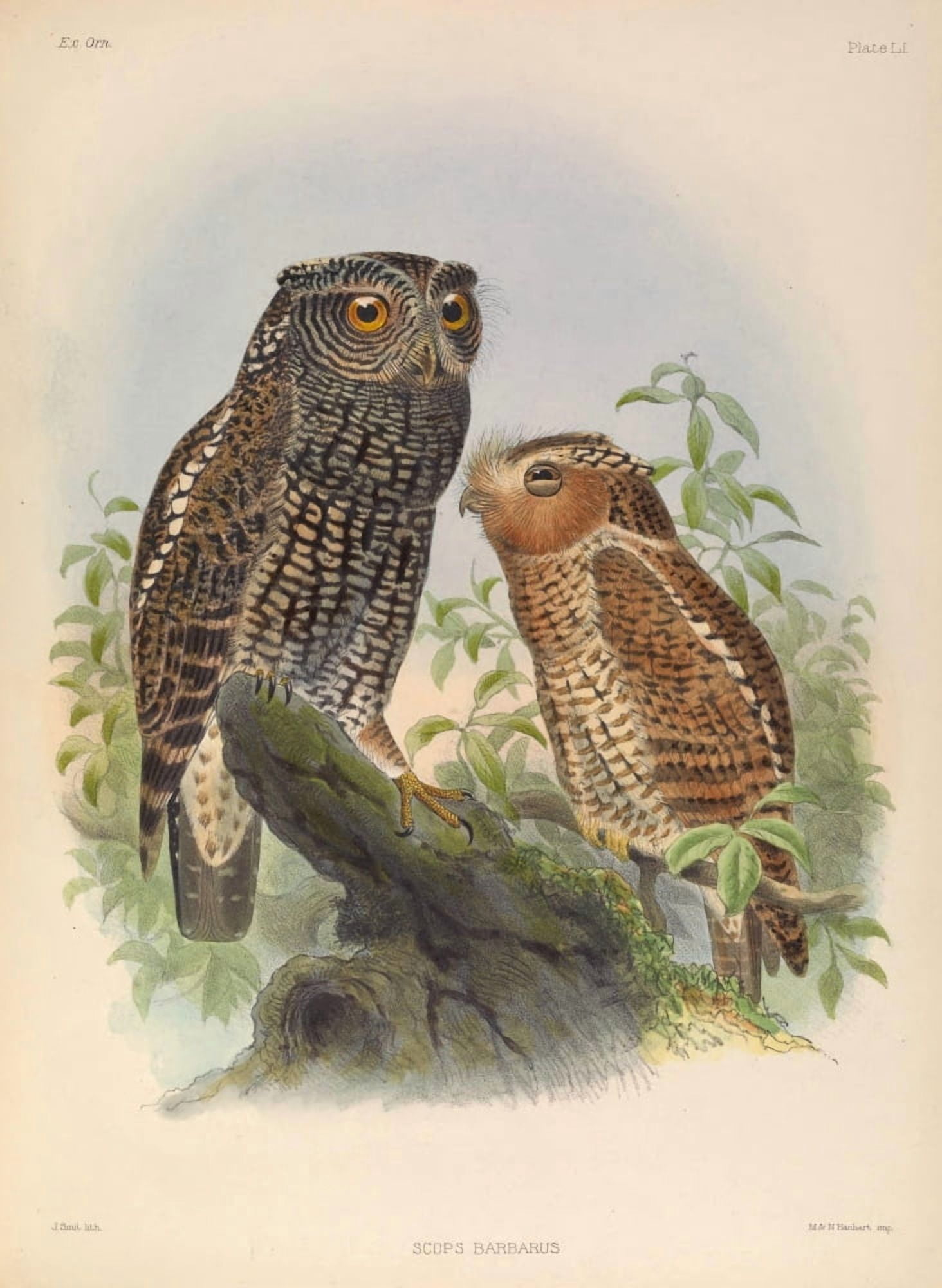 Exotic Ornithology 1869 Barbed Owl Canvas Art - Joseph Smit (24 x 36)