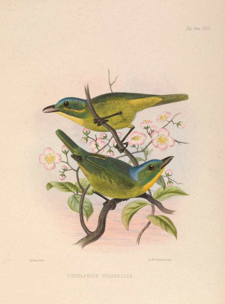 Exotic Ornithology 1869 Beauteous Shrikelet Canvas Art - J Smit (18 x 24)