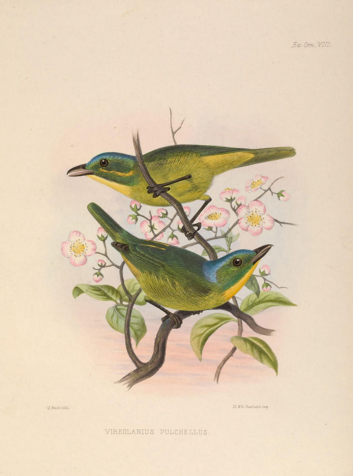 Exotic Ornithology 1869 Beauteous Shrikelet Canvas Art - J Smit (24 x 36)