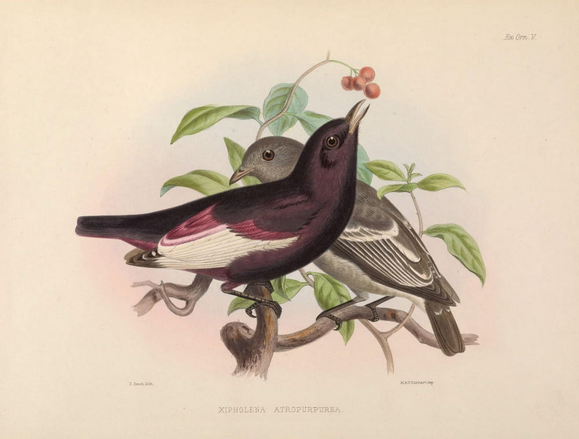 Exotic Ornithology 1869 Brazilian Pompadour-Cotinga Canvas Art - J Smit (18 x 24)