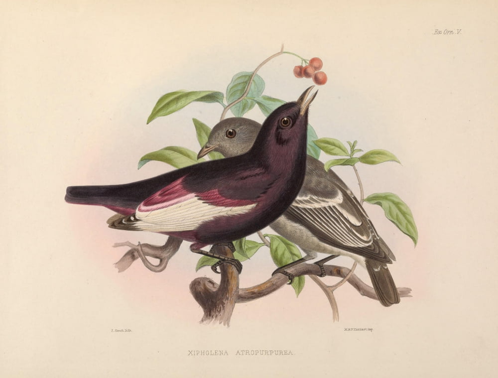 Exotic Ornithology 1869 Brazilian Pompadour-Cotinga Canvas Art - J Smit (24 x 36)