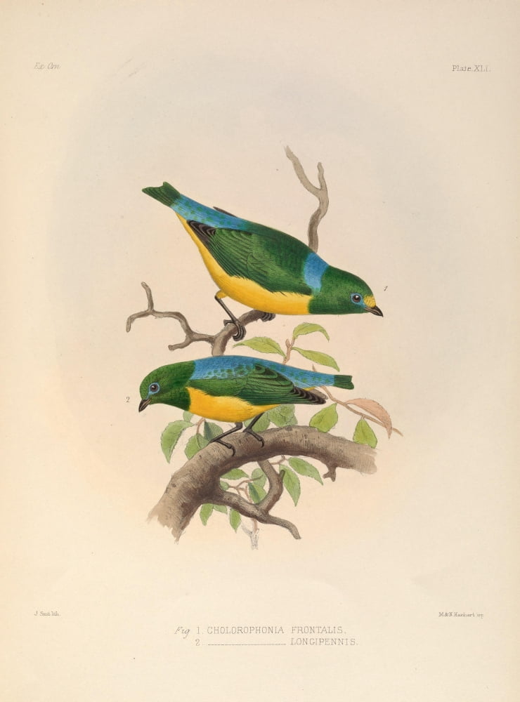 Exotic Ornithology 1869 Chlorophone Canvas Art - J Smit (18 x 24)