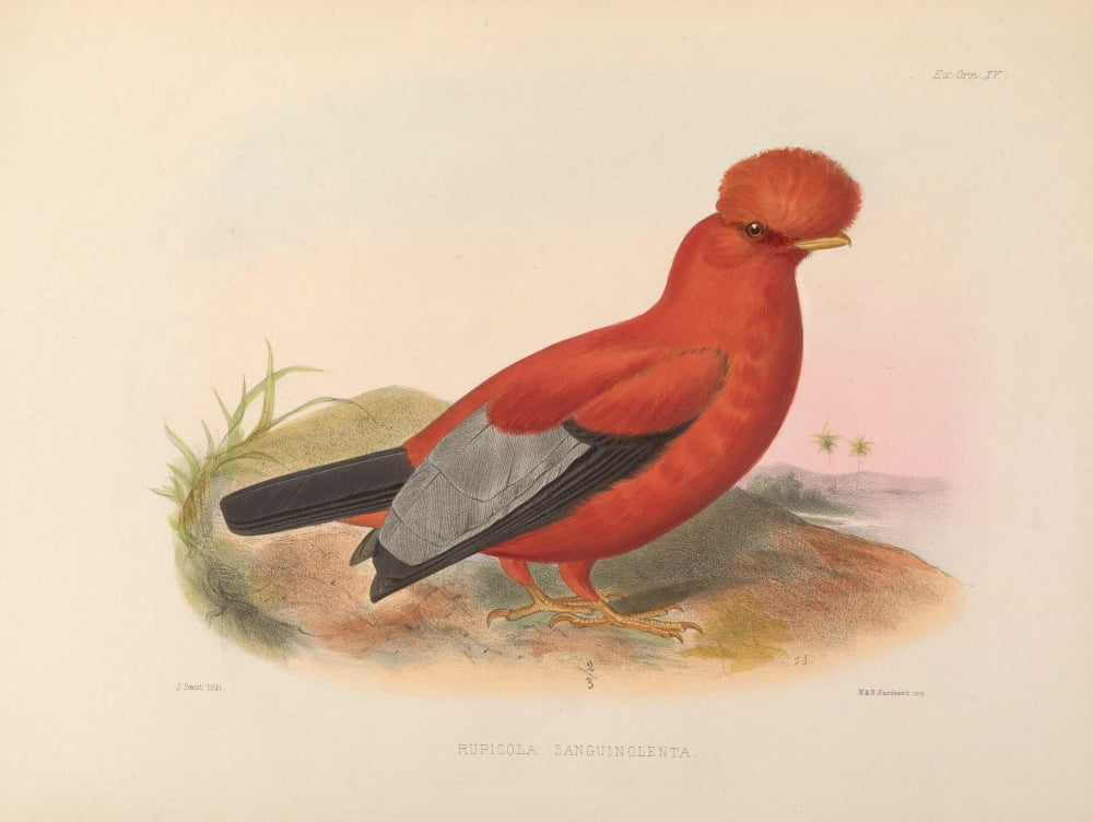 Exotic Ornithology 1869 Cock of the Rock Canvas Art - J Smit (24 x 36)