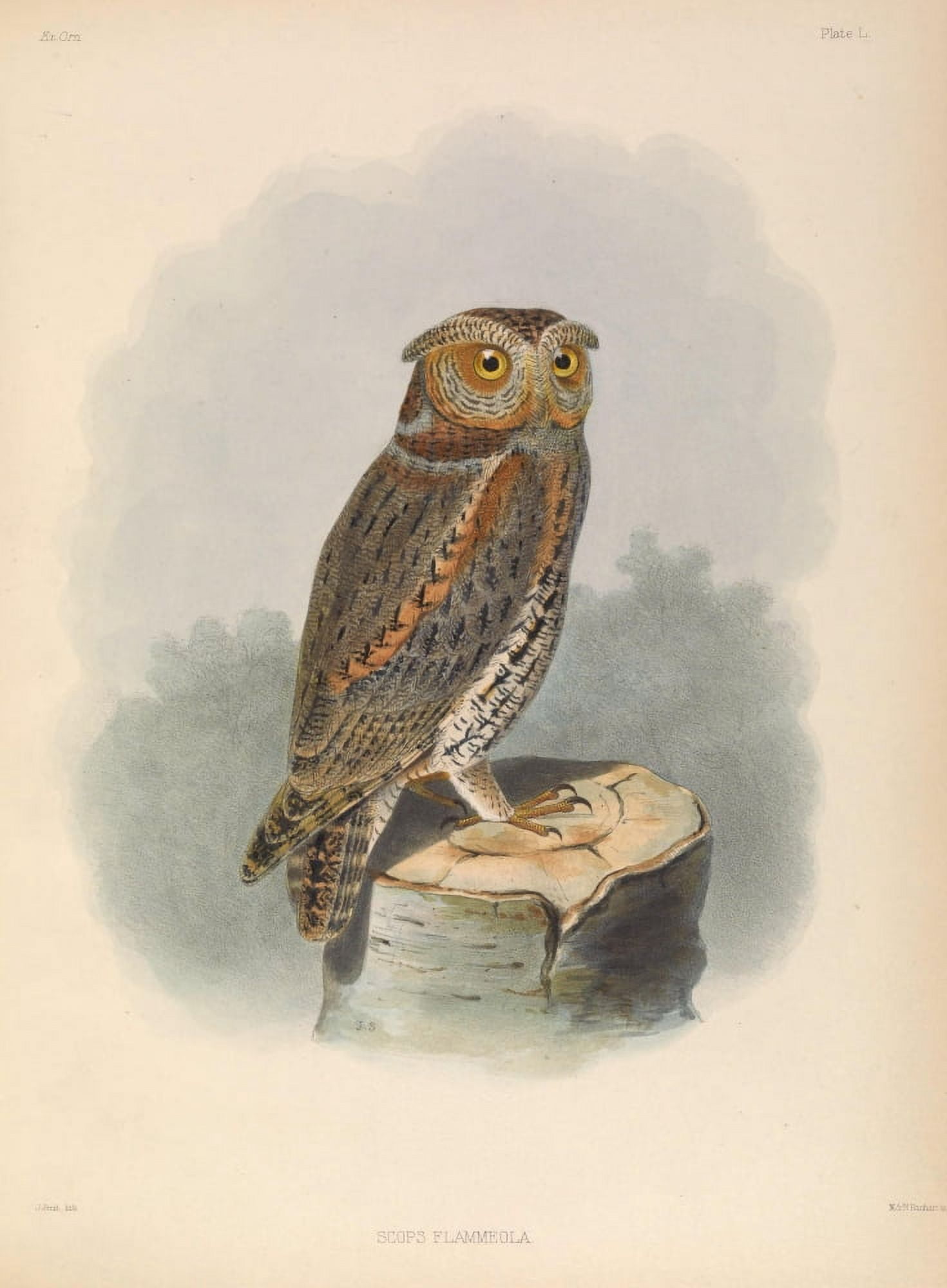 Exotic Ornithology 1869 Flammulated Owl Canvas Art - Joseph Smit (24 x 36)