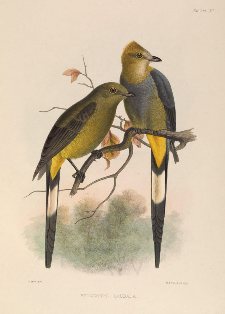 Exotic Ornithology 1869 Long-tailed Ptilogone Canvas Art - J Smit (18 x 24)