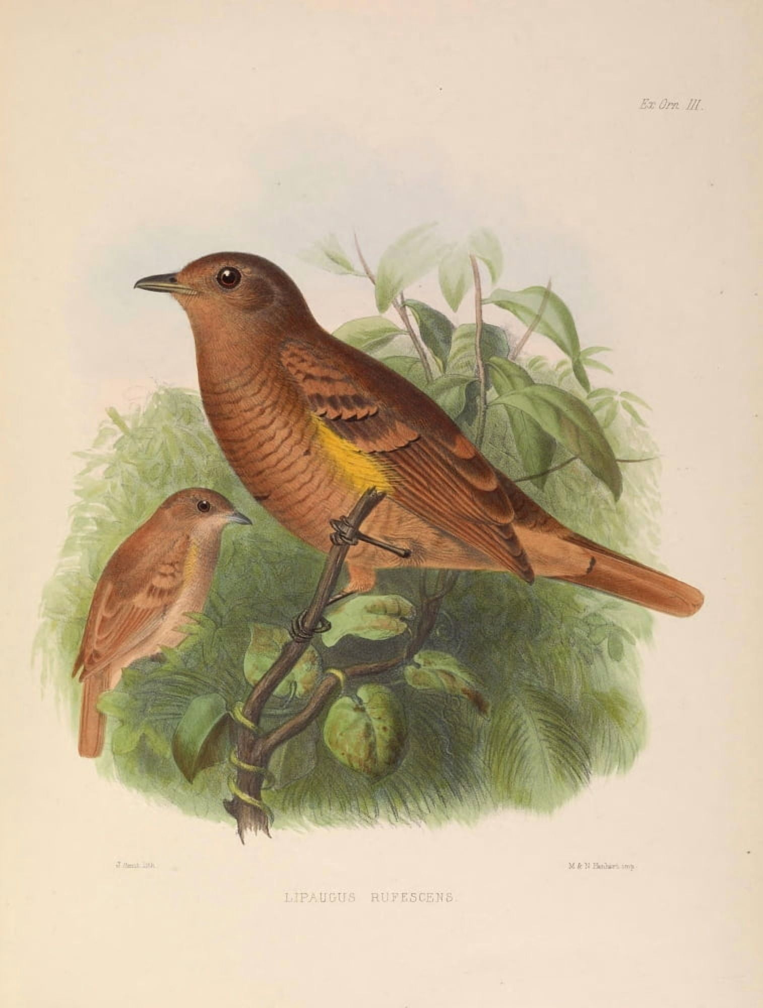 Exotic Ornithology 1869 Speckled Mourner Canvas Art - J Smit (24 x 36)
