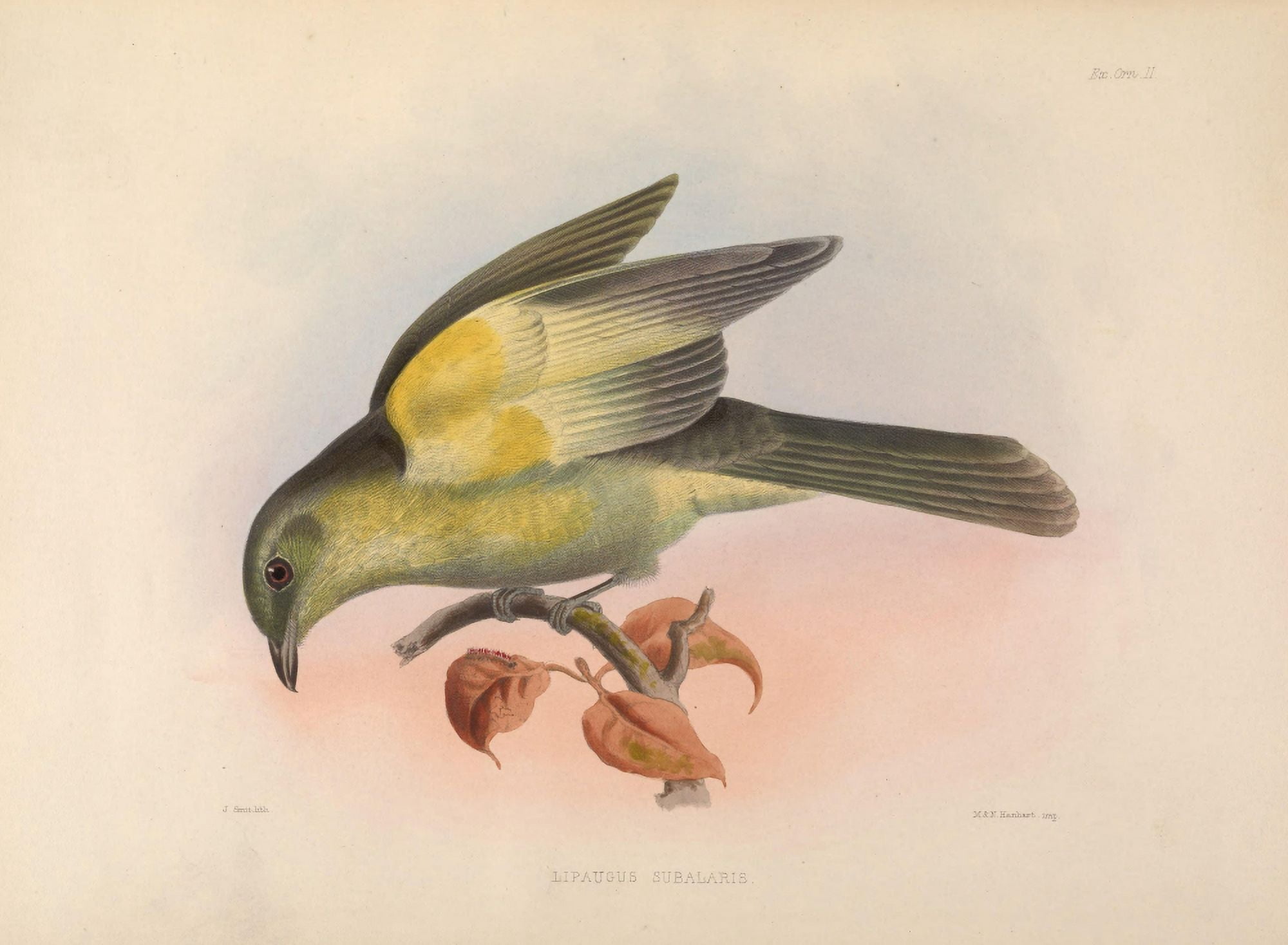 Exotic Ornithology 1869 Yellow-sided Mourner Canvas Art - J Smit (18 x 24)