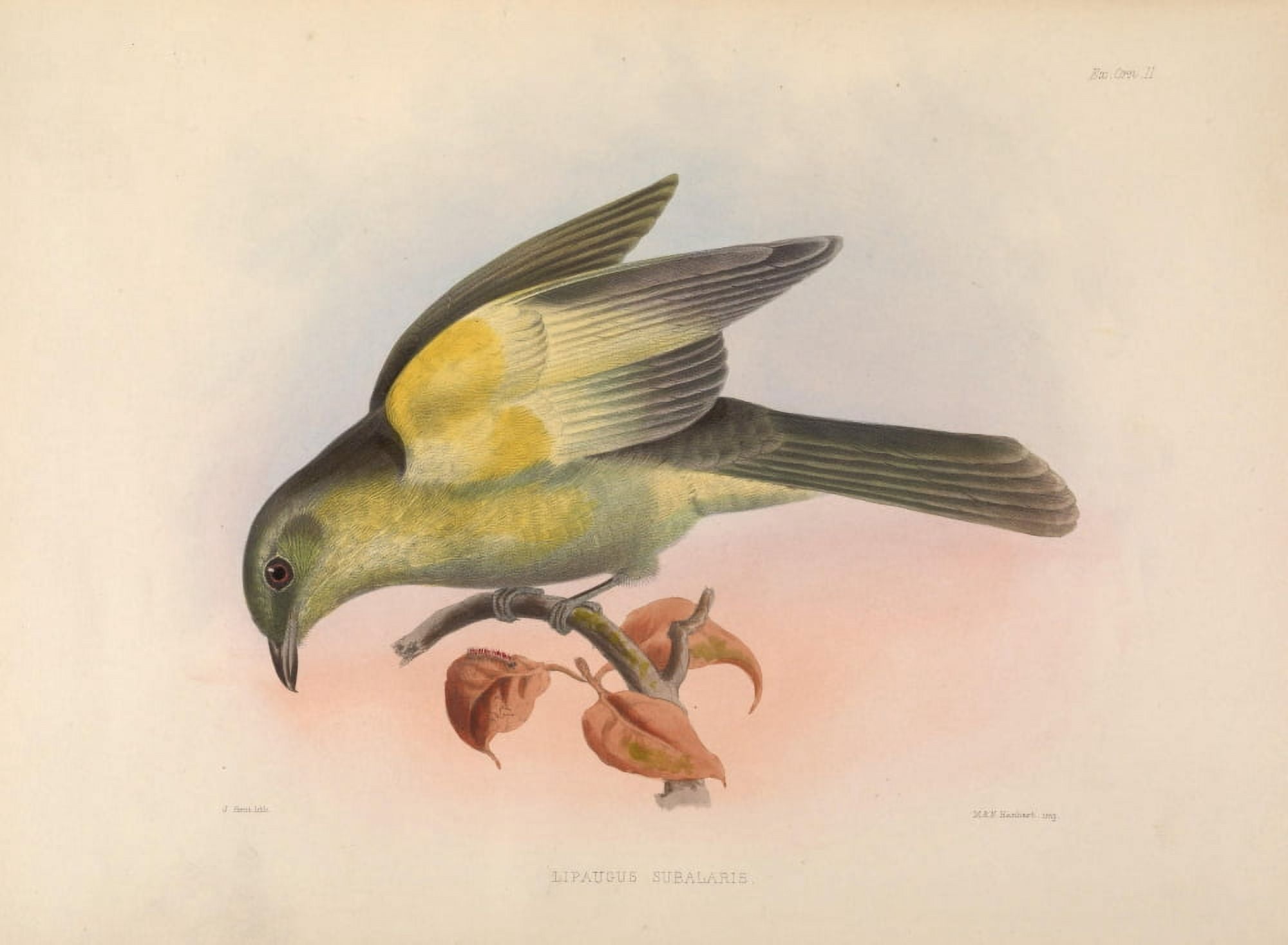 Exotic Ornithology 1869 Yellow-sided Mourner Canvas Art - J Smit (24 x 36)
