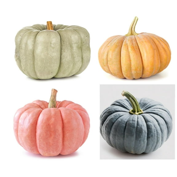 Exotic Pumpkin Grow Kit - 4 Types Packaged Seperate, 10 Seeds Each