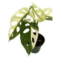 Exotic Variegated Swiss Cheese Plant Monstera adansonii var 4" Pot