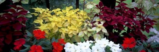 Exotic flowers in Glasgow Botanic Gardens Glasgow Scotland Canvas Art - Panoramic Images (36 x 12)