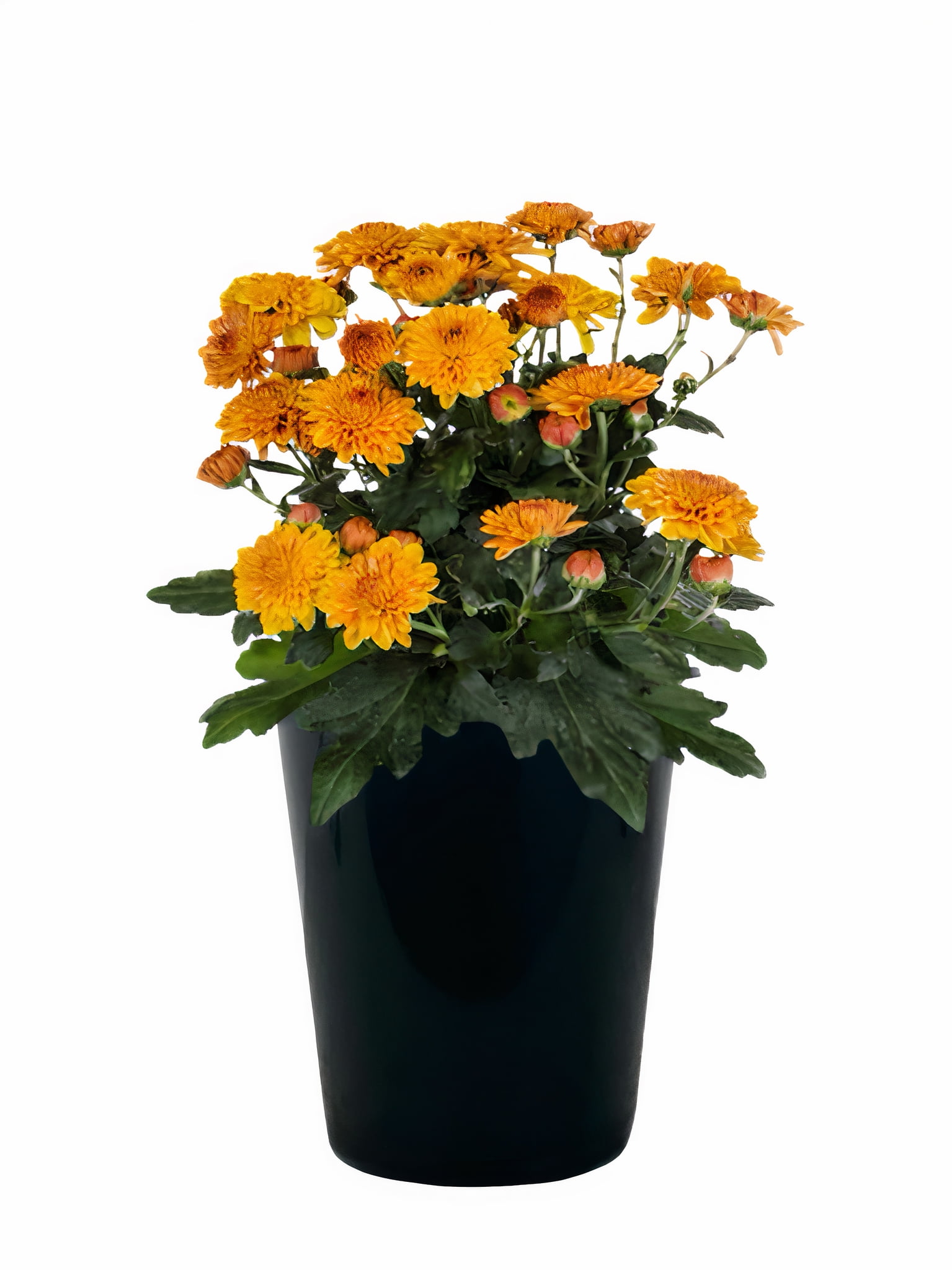 Expert Gardener 1.0PT Orange Mum Live Plant in Grower Pot