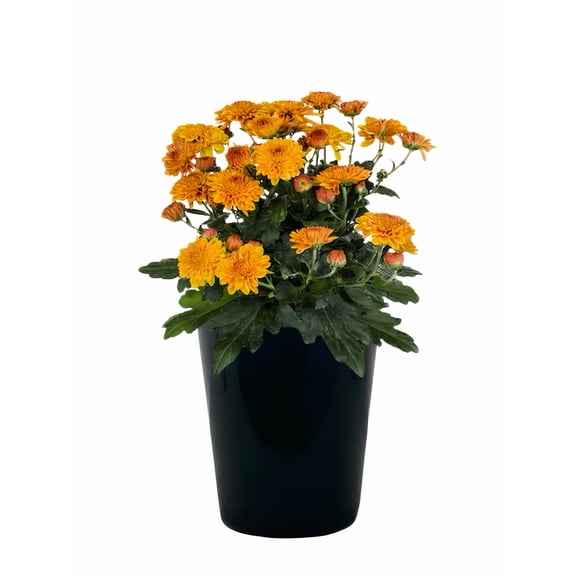 Expert Gardener 1.0PT Orange Mum Live Plant in Grower Pot