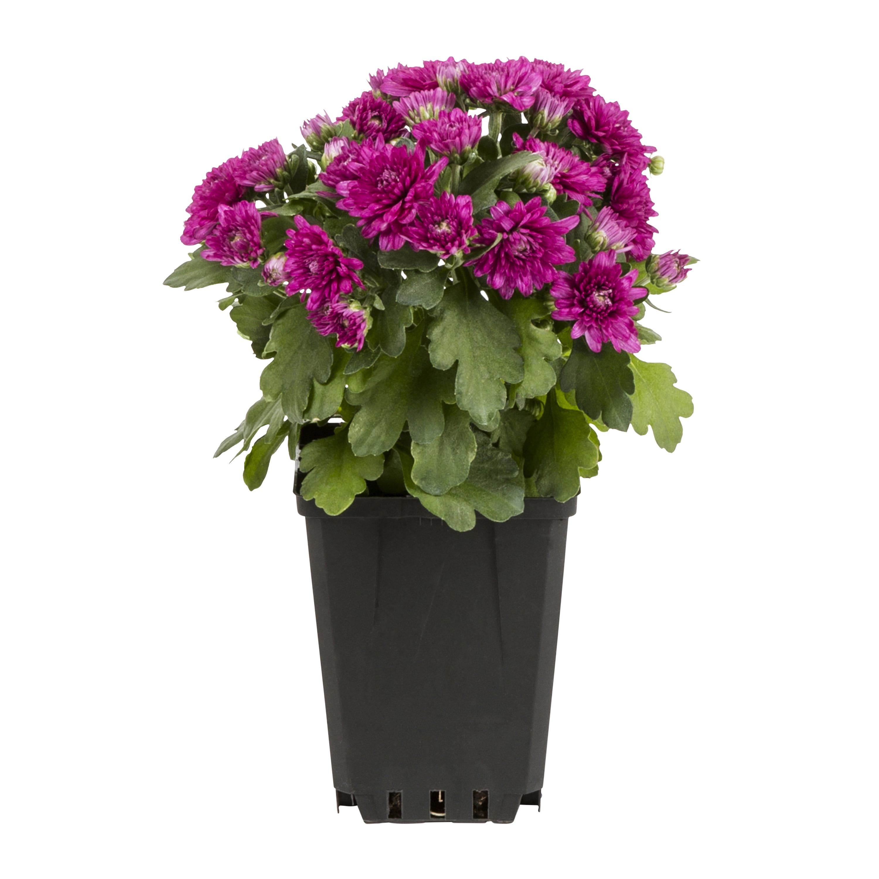 Sample Grower Pot Expert Gardener 1.0PT Purple Mum Live Plant in Grower Pot Full Sun ...