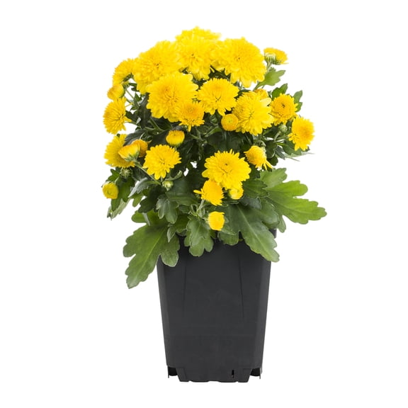 Expert Gardener 1.0PT Yellow Mum Live Plant in Grower Pot