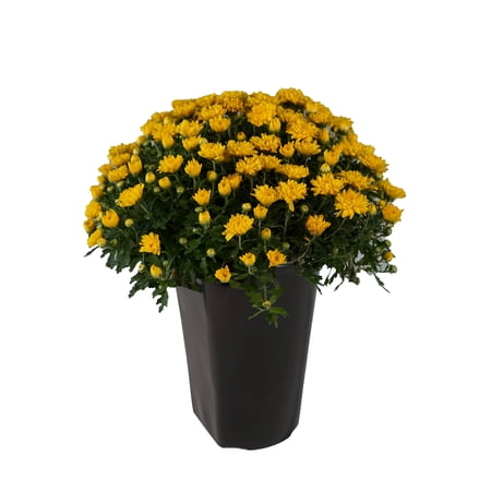 Expert Gardener Yellow Mum Live Plant in 1.0PT Grower Pot