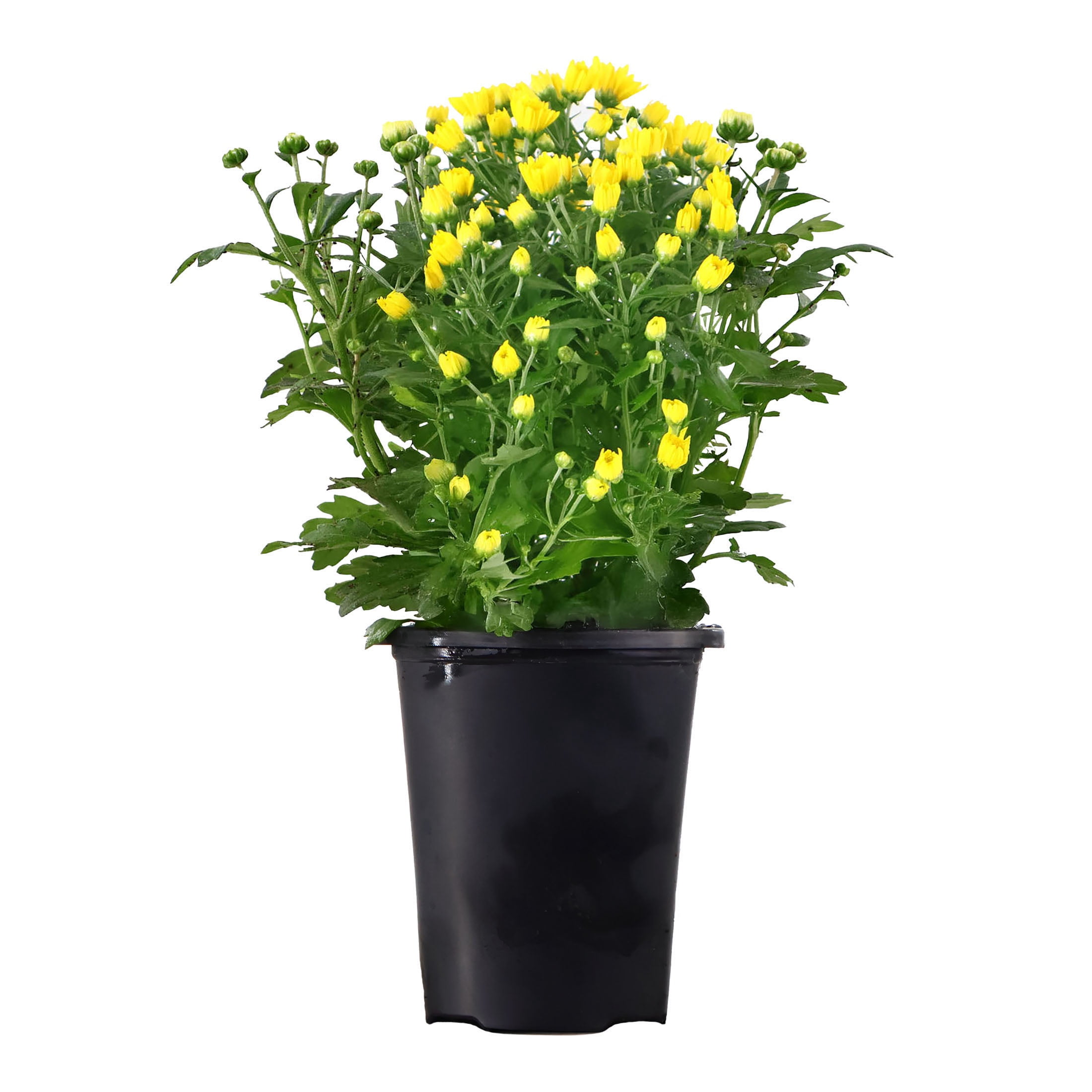 Expert Gardener 8" Yellow Mum Live Plants in 4" Grower Pot Full Sun