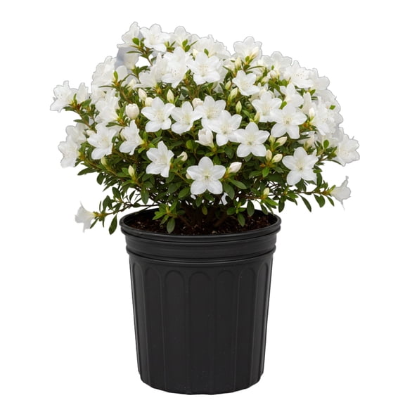 Expert Gardener 1-1.5 ft Azalea - Delaware Valley Live Shrub in 3- Gallon Grower Pot