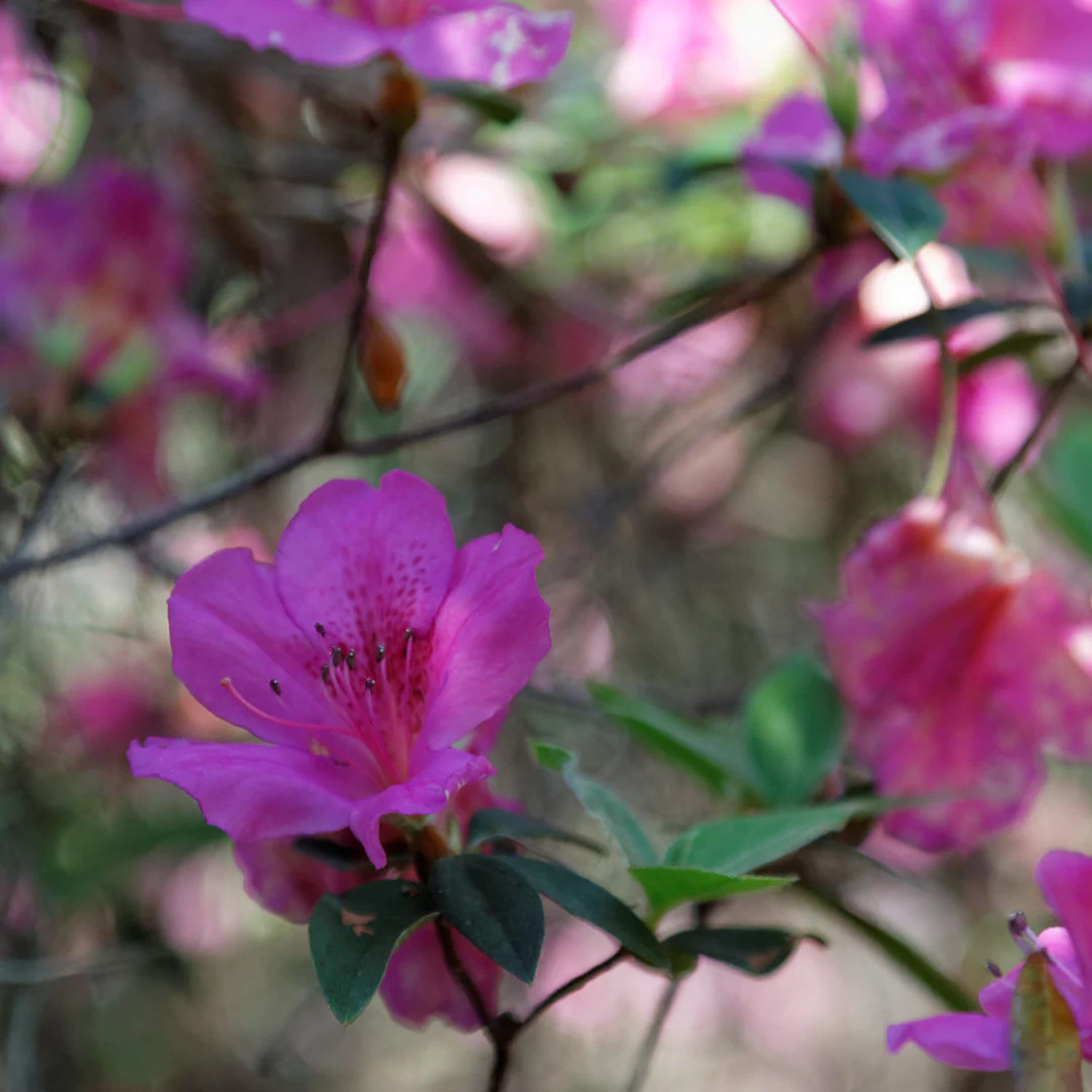 Expert Gardener 1-1.5 ft Azalea - Formosa Live Shrub in 3- Gallon Grower Pot