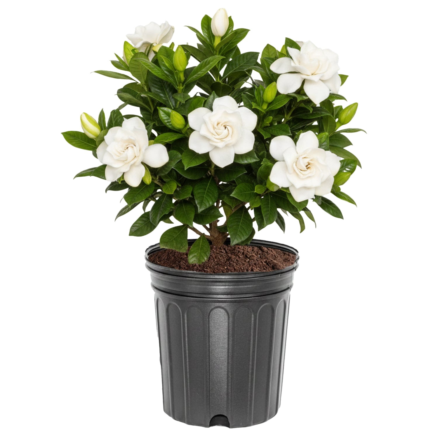Expert Gardener 1-1.5 ft Gardenia - August Beauty Live in Shrub in 3- Gallon Grower Pot