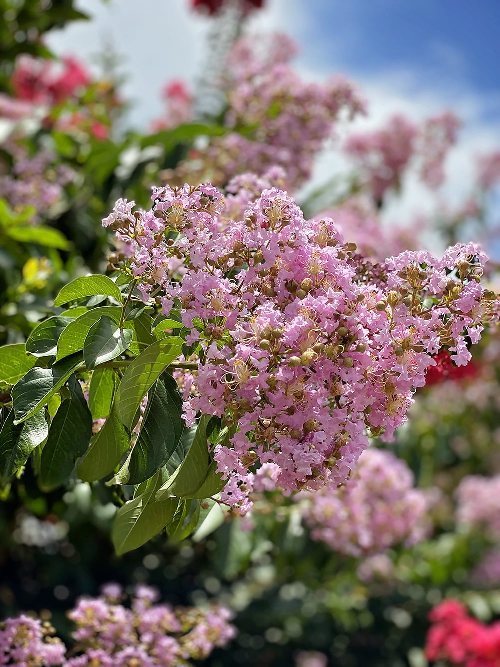 Mayrtle Tree Expert Gardener 1-1.5 ft tall Muskogee Crape Myrtle Live Tree in 1 ...