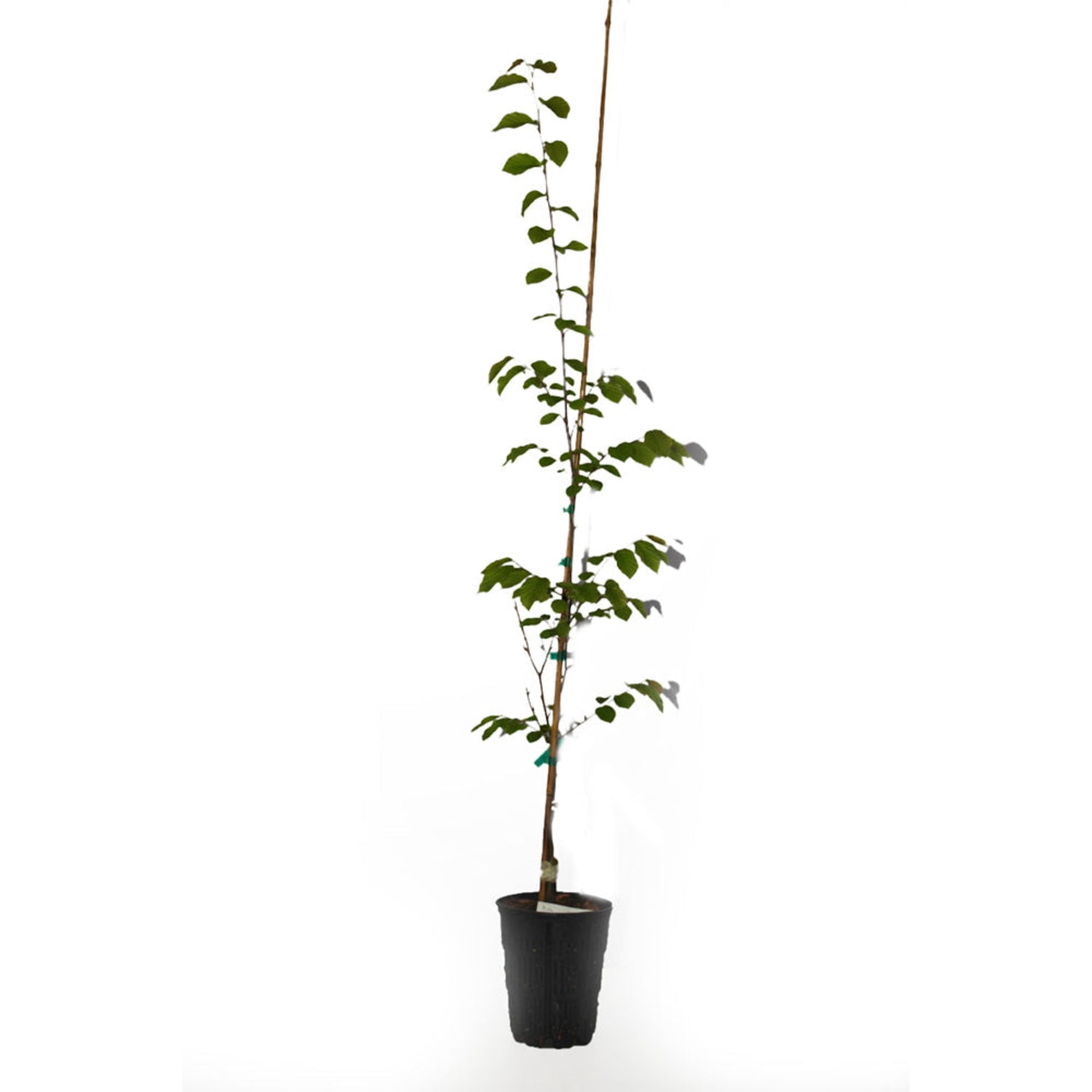 Expert Gardener 1-2' Beech Japanese in 1 gal. Grower Pot