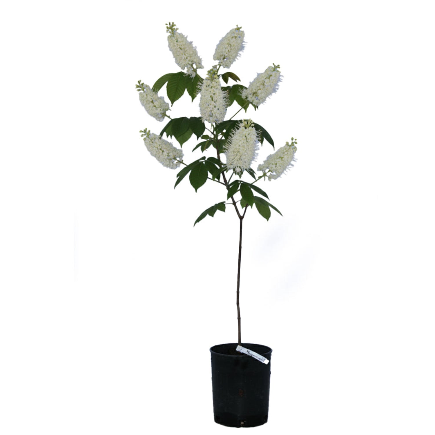 Expert Gardener 1-2' Buckeye Bottlebrush 1 gal. Grower Pot