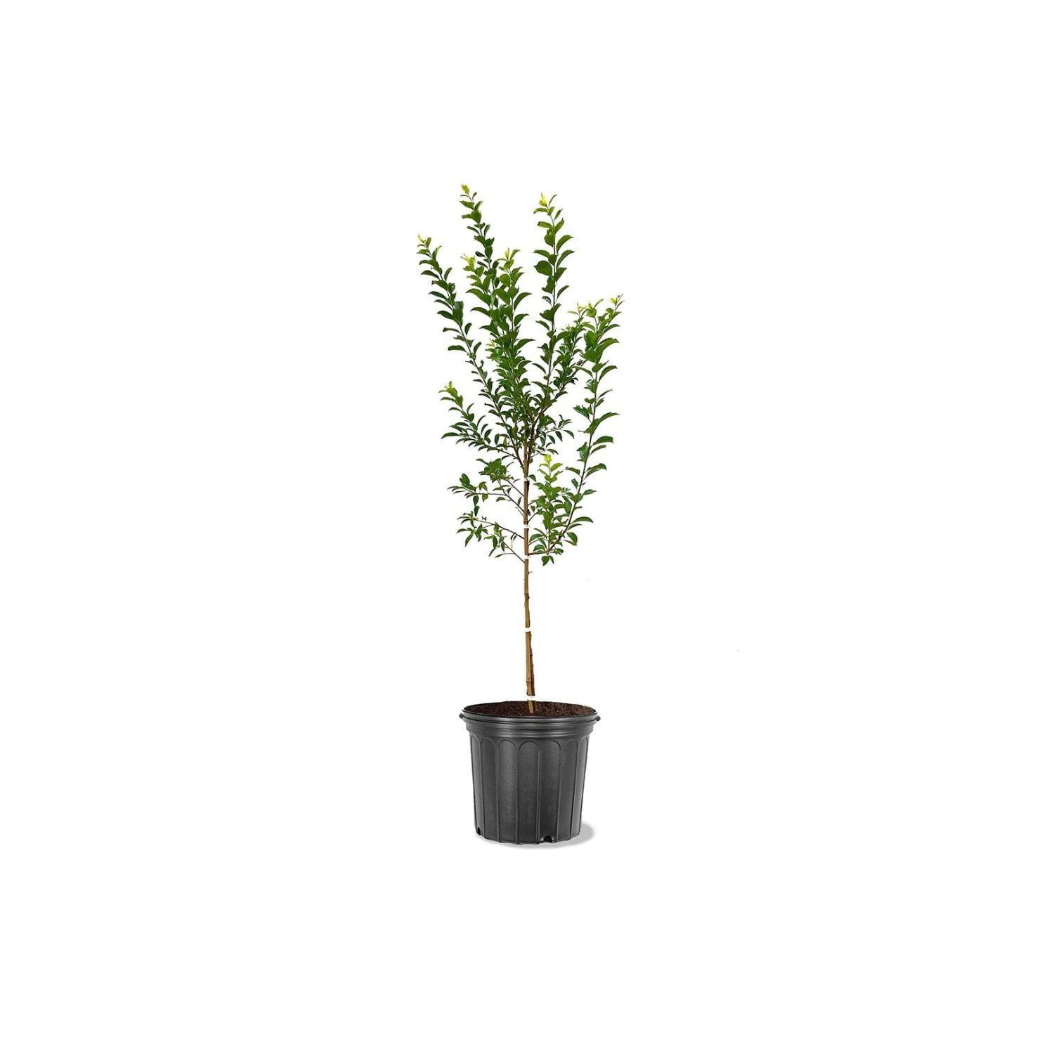 Expert Gardener Burbank Plum Live Tree, 1-2 ft Tall, 1 gal Grower Pot