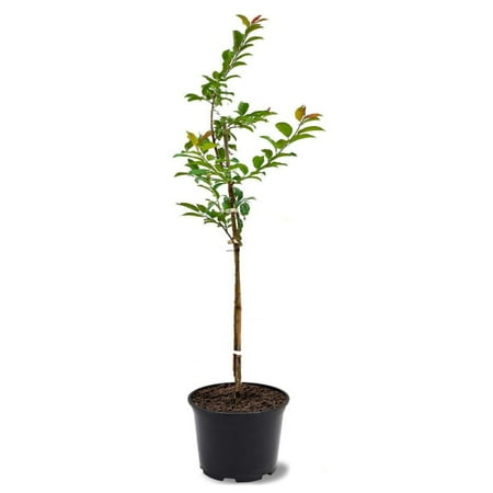 Expert Gardener 1- 1.5 ft tall Byron Gold Plum Live Tree in 1-Gallon Grower Pot