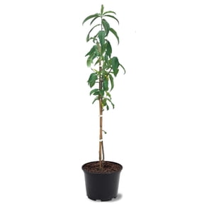 Expert Gardener 1-2 ft. tall Donut Peach Live Tree in 1-Gallon Grower Pot