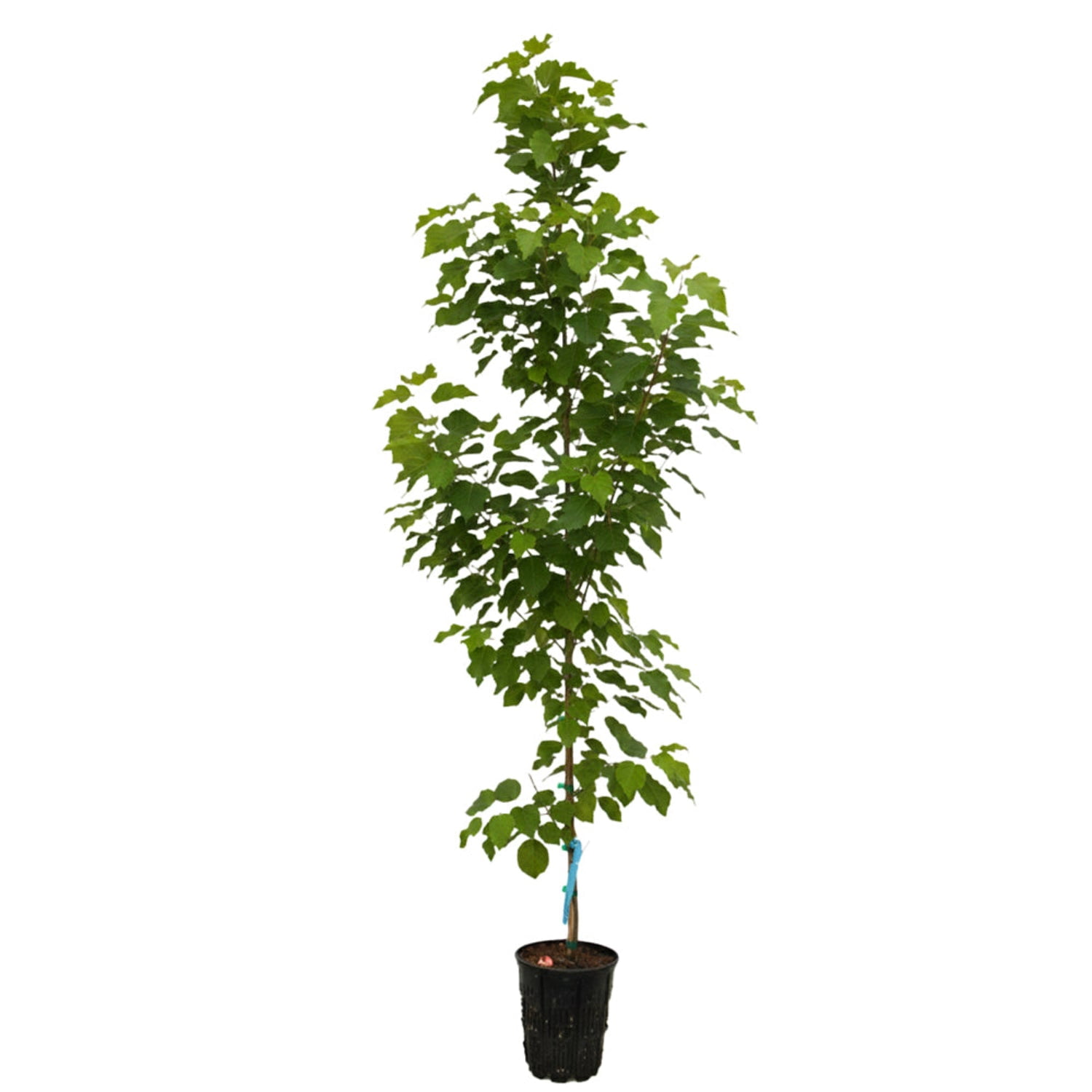 Expert Gardener 1-2' Elm Princeton Live Tree in 1 gal. Grower Pot