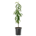 thumbnail image 1 of Expert Gardener 1-2 ft. tall Flavortop Nectarine Live Tree in 1-Gallon Grower Pot, 1 of 6