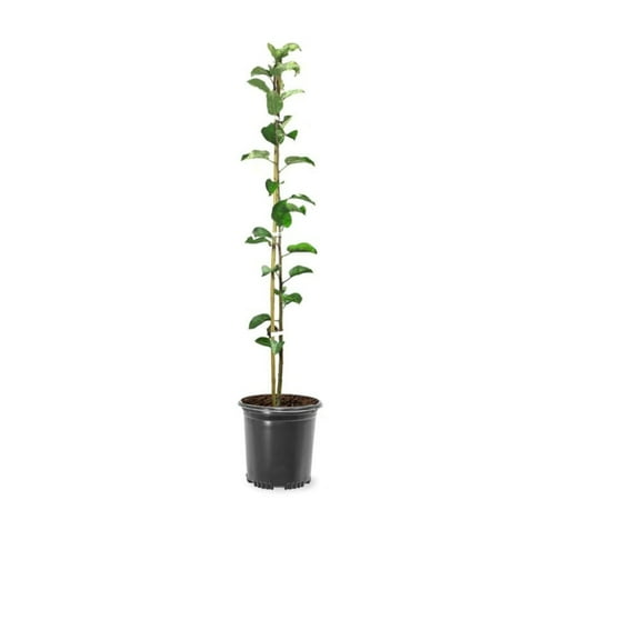 Expert Gardener 1-2 ft. tall Honey Crisp Apple Live Tree in 1-Gallon Grower Pot