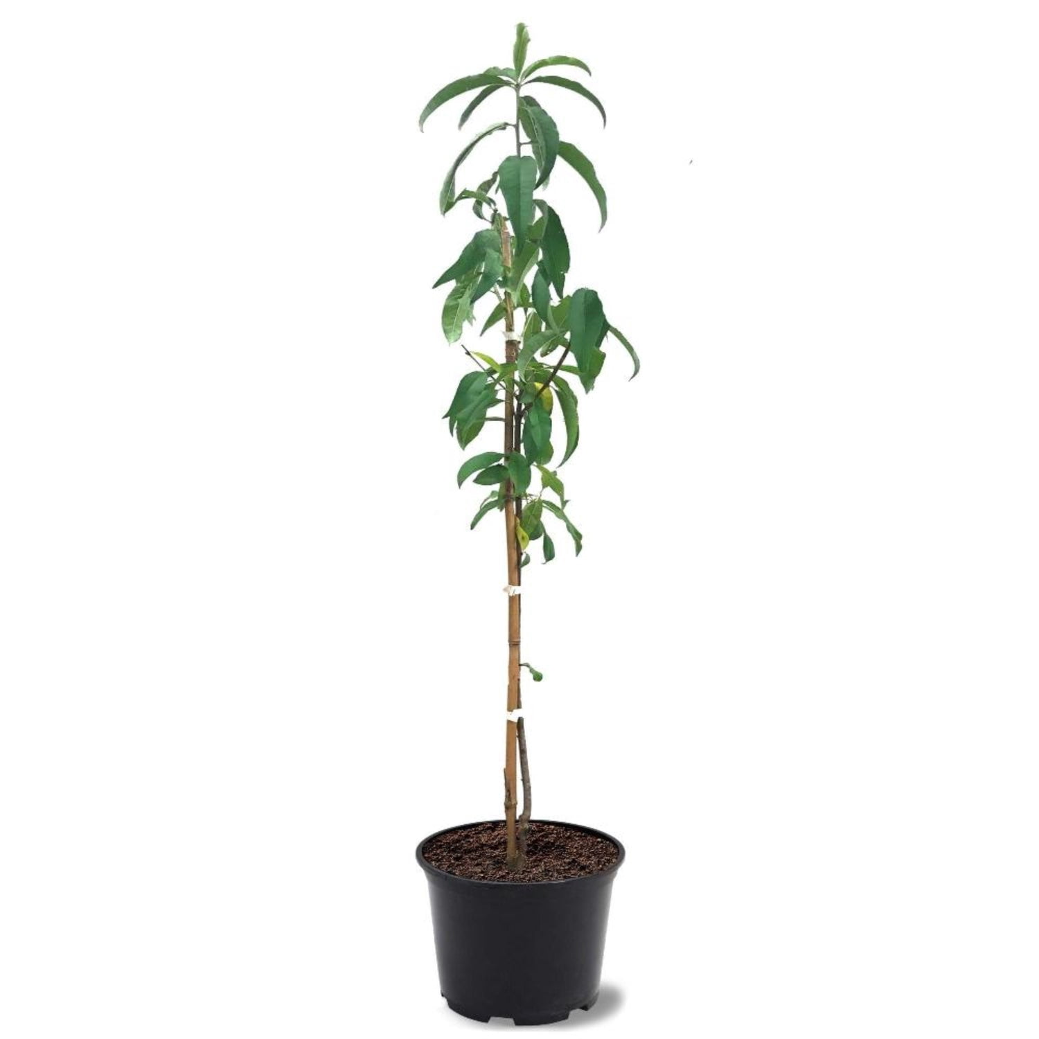 Expert Gardener 1-2 ft. tall Karla Rose Nectarine Live Tree in 1-Gallon Grower Pot