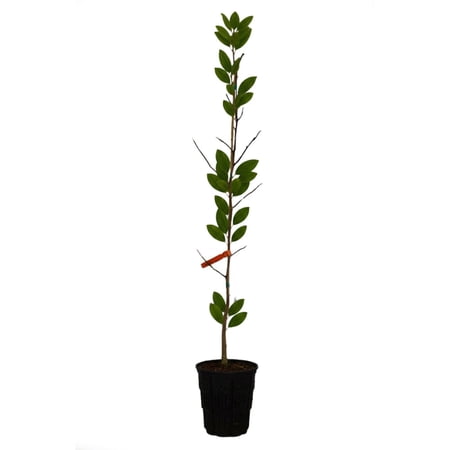 Expert Gardener 1-2' Magnolia Japanese Butterflies Live Tree in 1 gal. Grower Pot