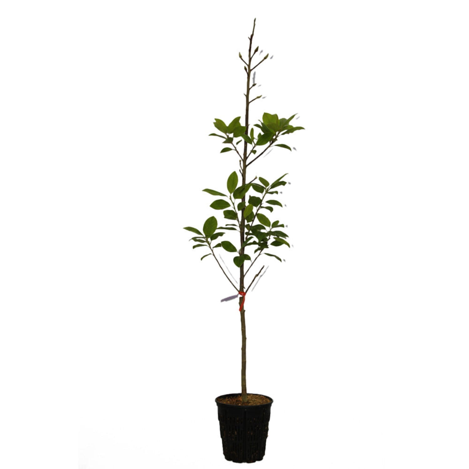 Expert Gardener 1-2' Magnolia Japanese Felix® Live Tree in 1 gal. Grower Pot