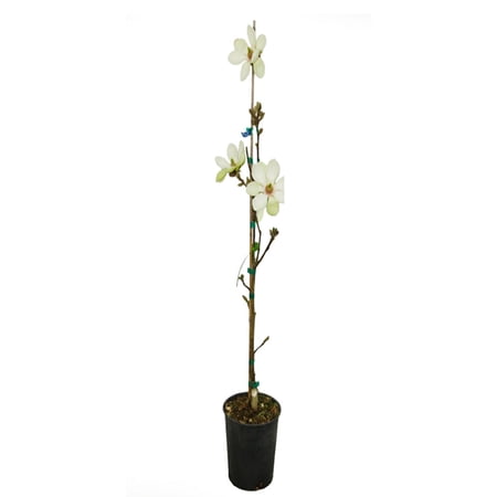 Expert Gardener 1-2' Magnolia Japanese Green Star (Wisdom™ Series) Live Tree in 1 gal. Grower Pot
