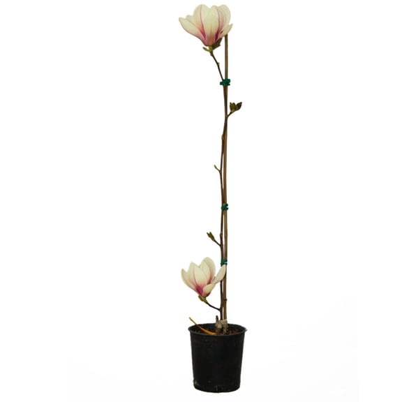 Expert Gardener 1-2' Magnolia Japanese Sunsation Live Tree in 1 gal. Grower Pot