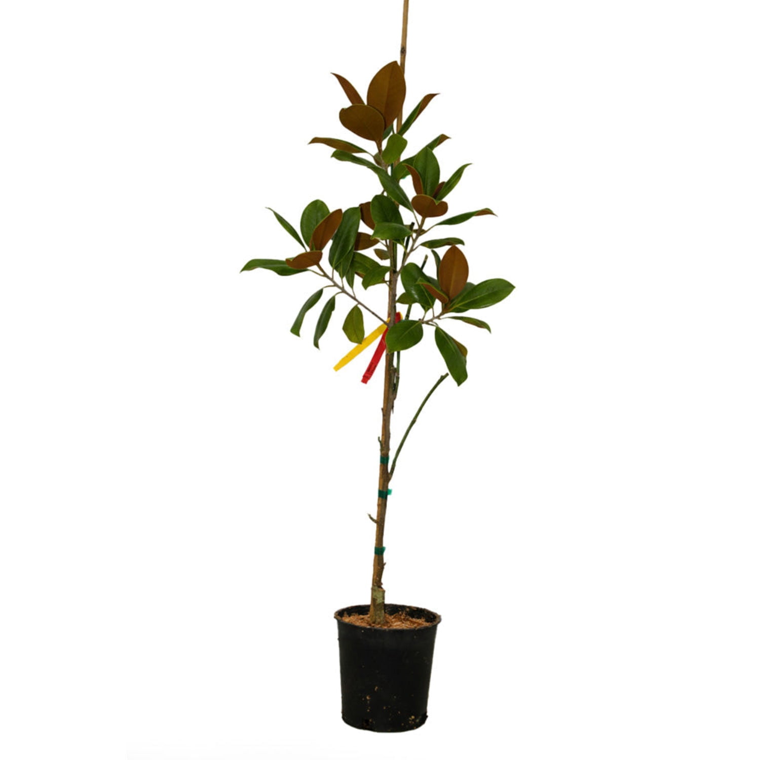 Expert Gardener 1-2' Magnolia Japanese Vulcan Live Tree in 1 gal. Grower Pot