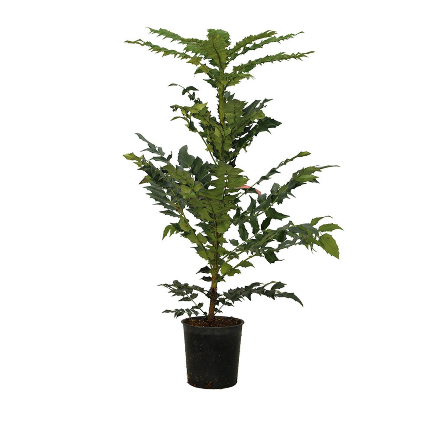 Expert Gardener 1-2' Mahonia Charity Live Tree in 1 gal. Grower Pot