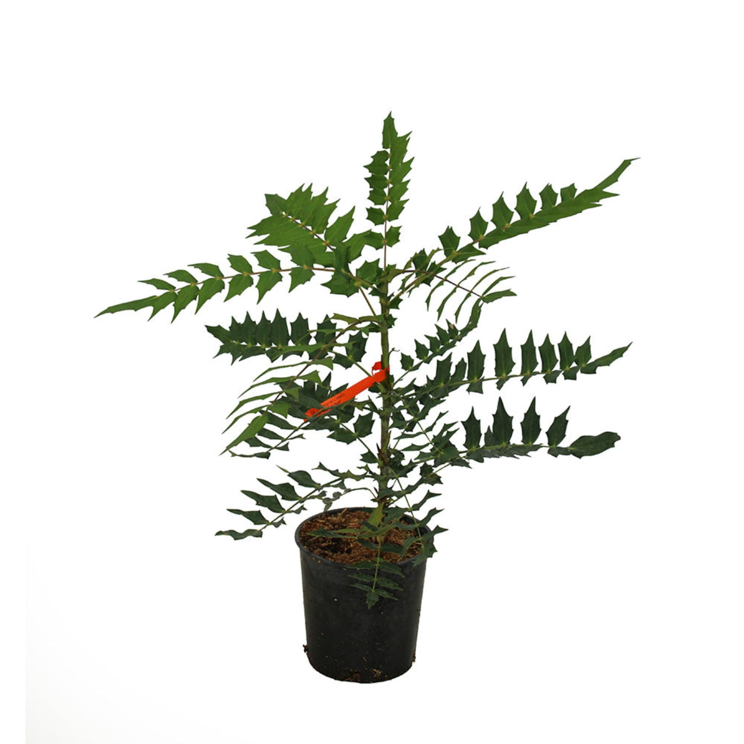Expert Gardener 1-2' Mahonia Winter Sun Live Tree in 1 gal. Grower Pot