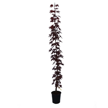 Expert Gardener 1-2' Maple Japanese Atropurpureum (var. atropurpureum) 1 gal. Grower Pot