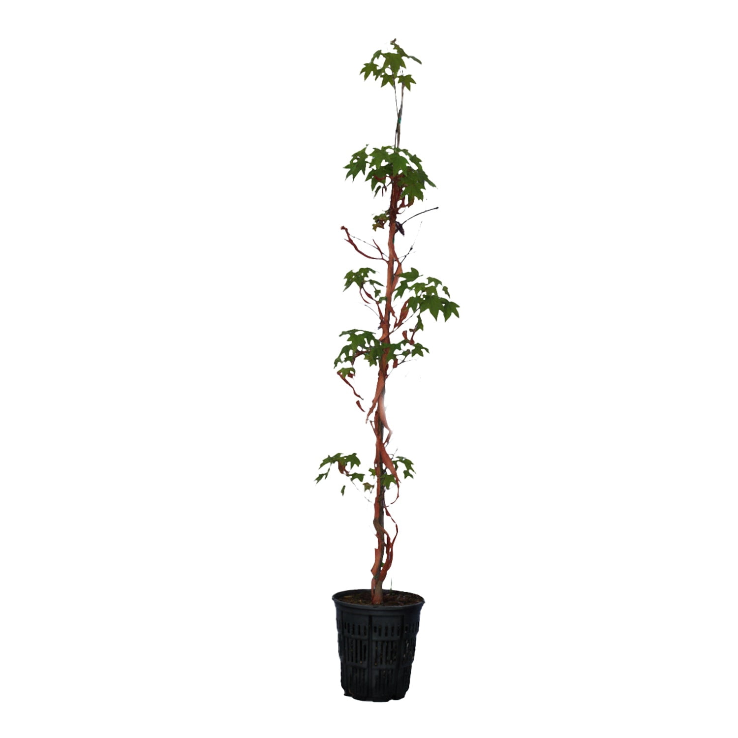 Expert Gardener 1-2' Maple Paperbark in 1 gal. Grower Pot