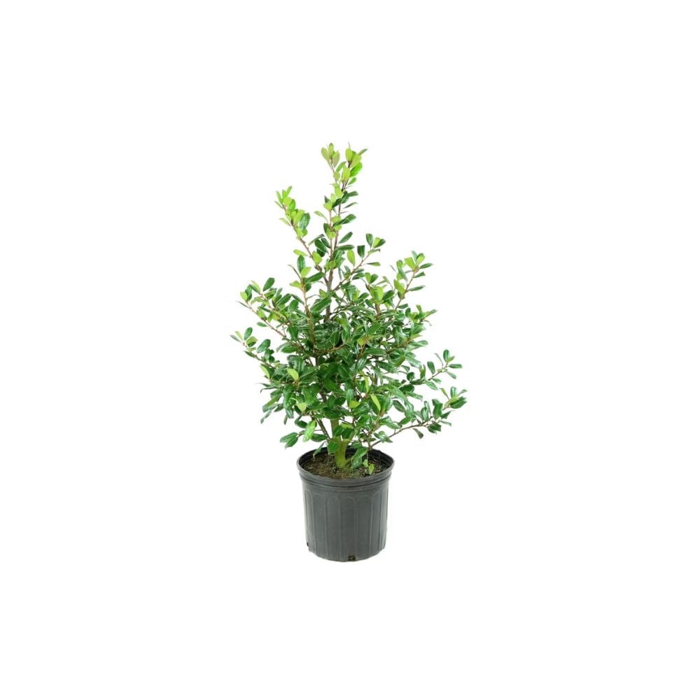 Expert Gardener 1-1.5 ft tall Nellie R. Stevens Holly Live Tree in 1-Gallon Grower Pot