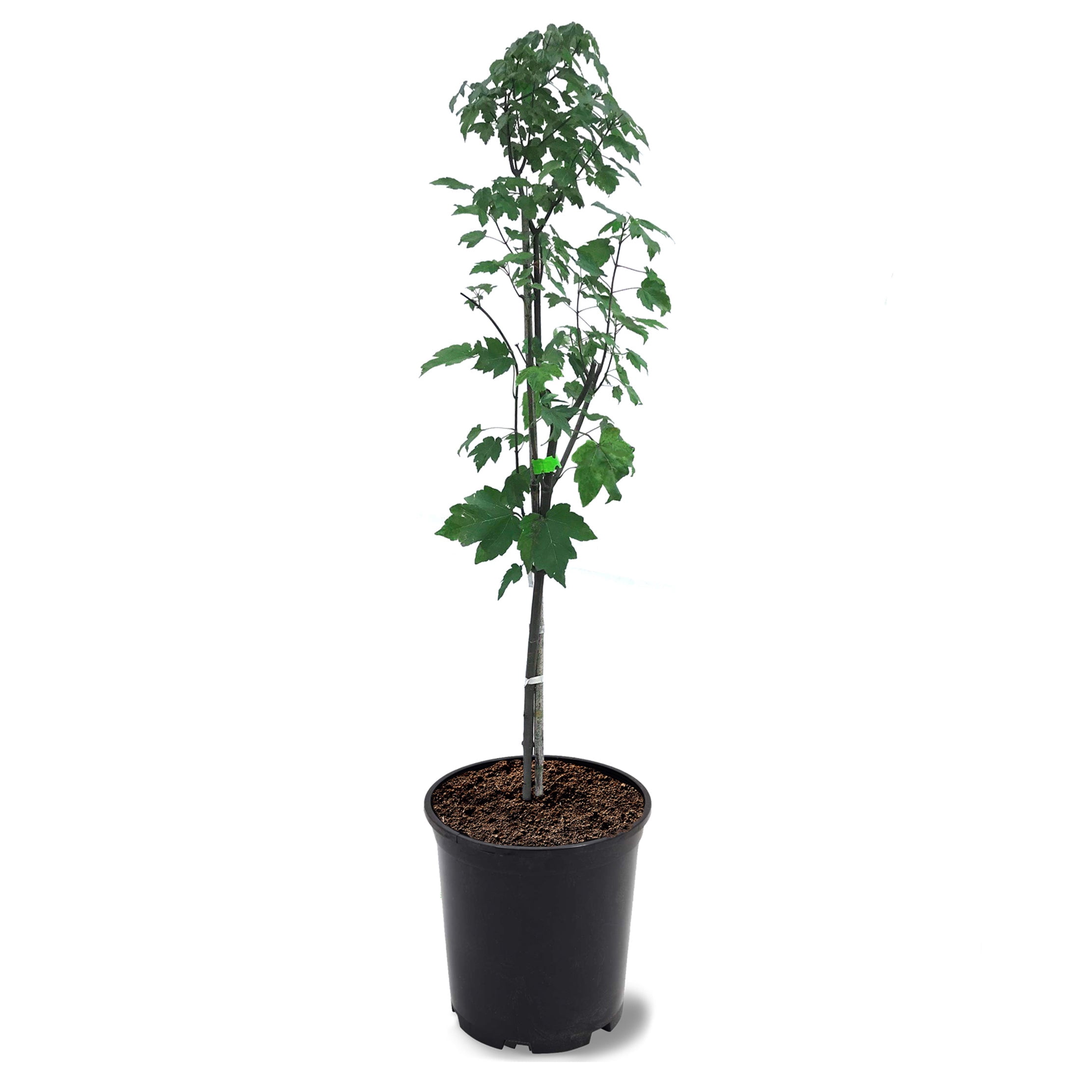 Expert Gardener 1- 1.5 ft tall October Glory Maple Live Tree in 1-Gallon Grower Pot