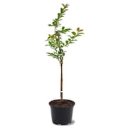 Expert Gardener 1-2 ft. tall Red June Plum Live Tree in 1-Gallon Grower Pot